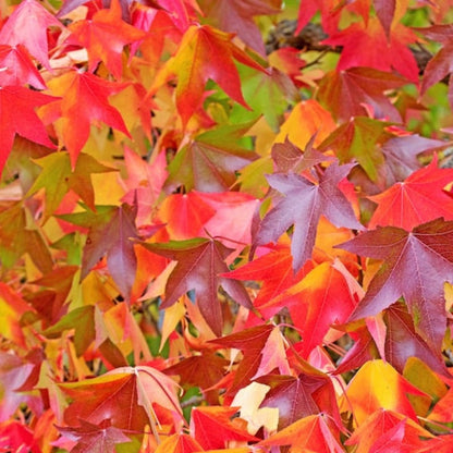 American Sweetgum Tree Seeds