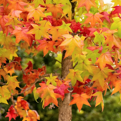 American Sweetgum Tree Seeds