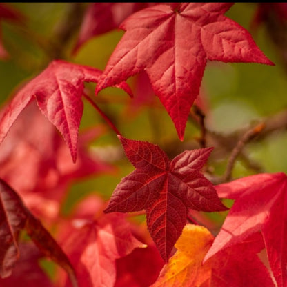 American Sweetgum Tree Seeds