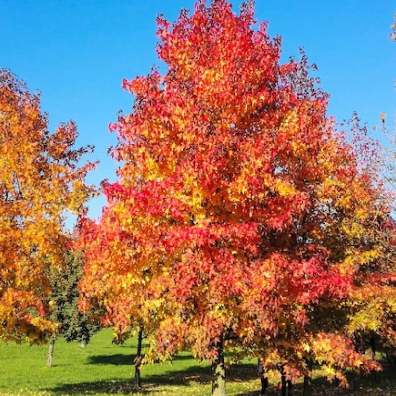 American Sweetgum Tree Seeds