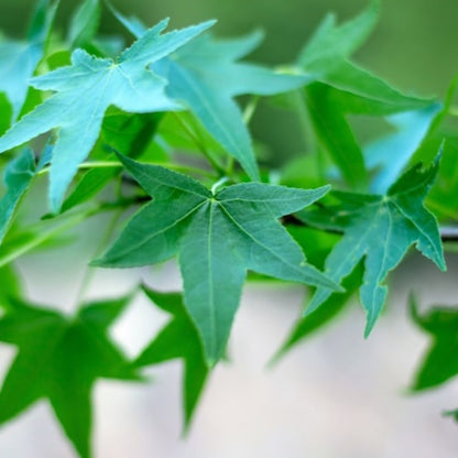 American Sweetgum Tree Seeds