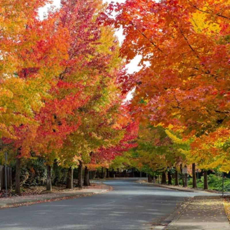 American Sweetgum Tree Seeds