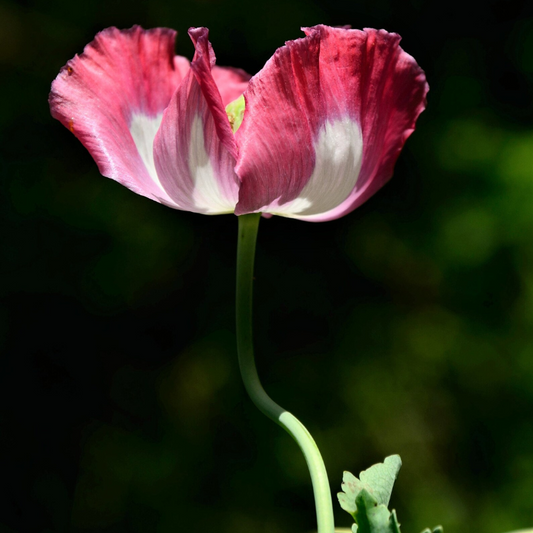 Amphora Poppy Seeds