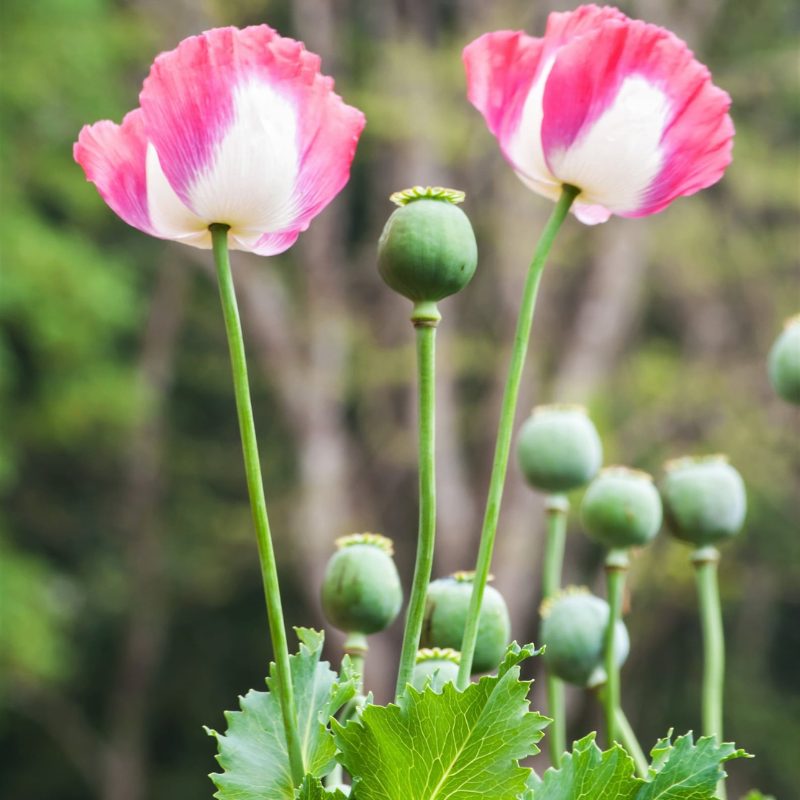 Amphora Poppy Seeds