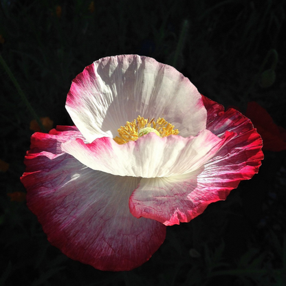 Amphora Poppy Seeds