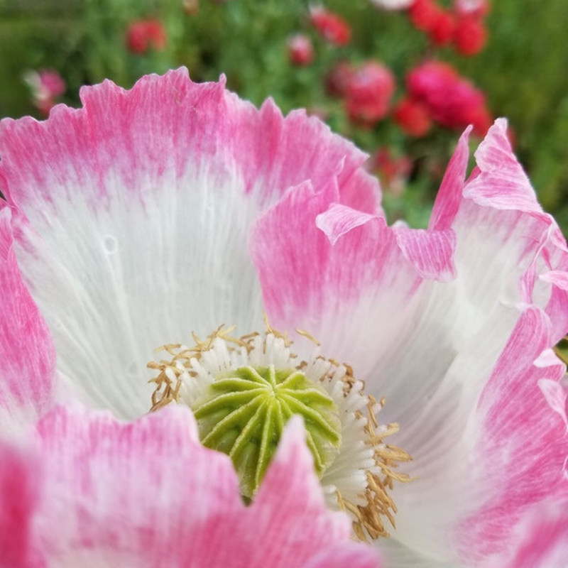 Amphora Poppy Seeds