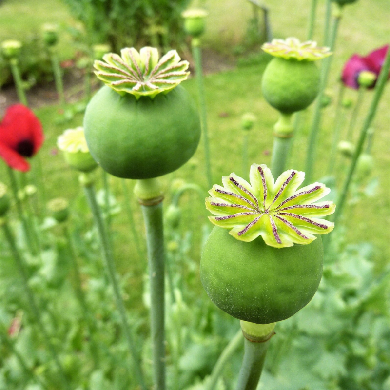 Amphora Poppy Seeds