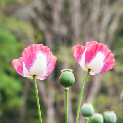 Amphora Poppy Seeds