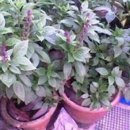 Anise Basil Herb Seeds