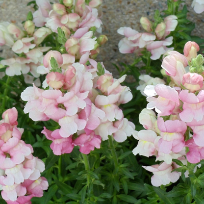 Appleblossom Snapdragon Flower Seeds