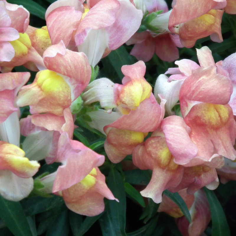 Appleblossom Snapdragon Flower Seeds