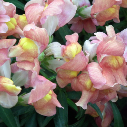 Appleblossom Snapdragon Flower Seeds