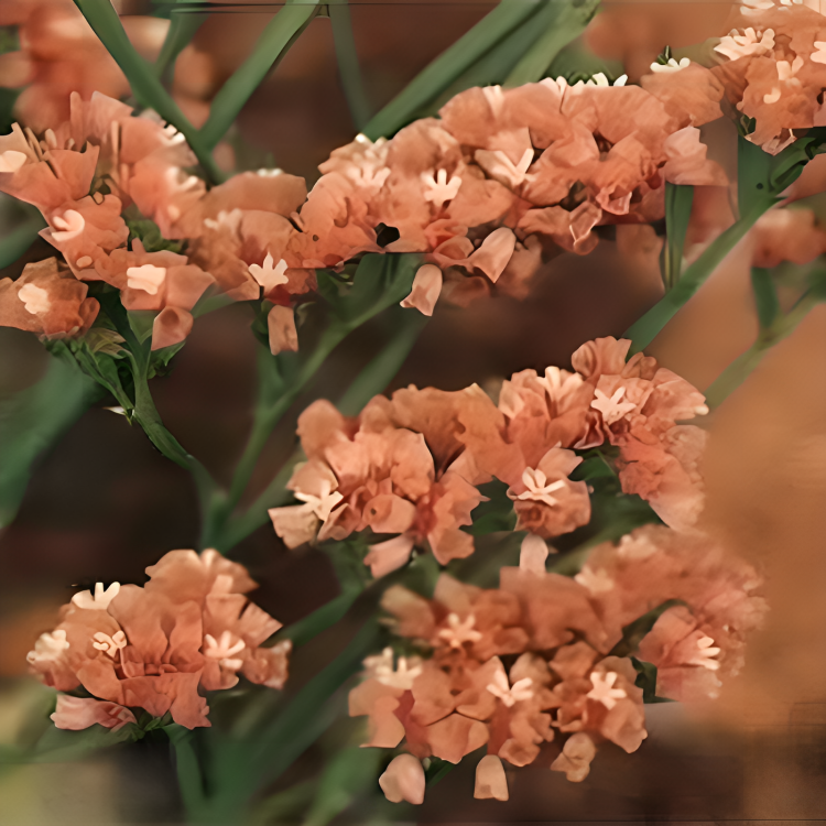 Apricot Beauty Statice Flower Seeds