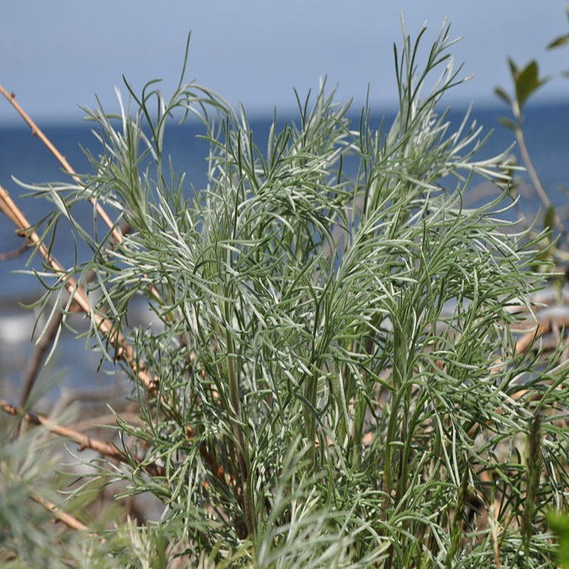 Artemisia Caudata Silvermound Herb Flower Seeds