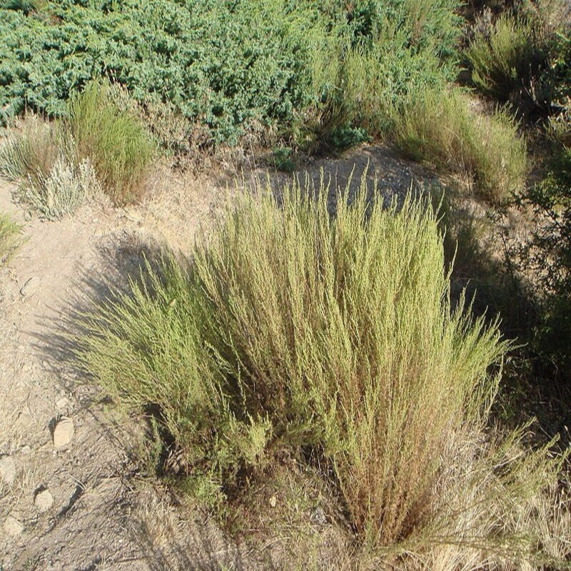 Artemisia Caudata Silvermound Herb Flower Seeds