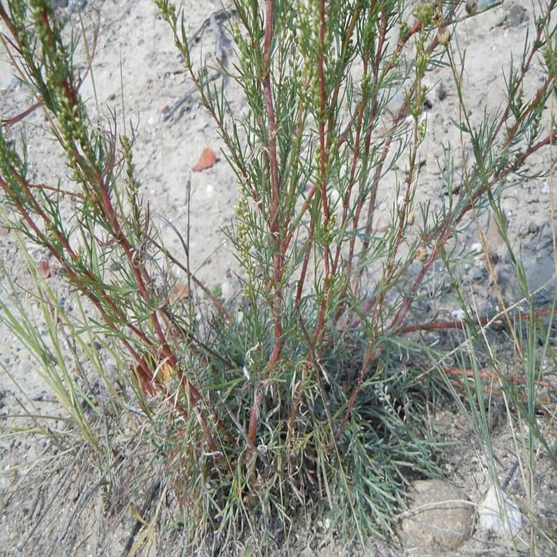 Artemisia Caudata Silvermound Herb Flower Seeds