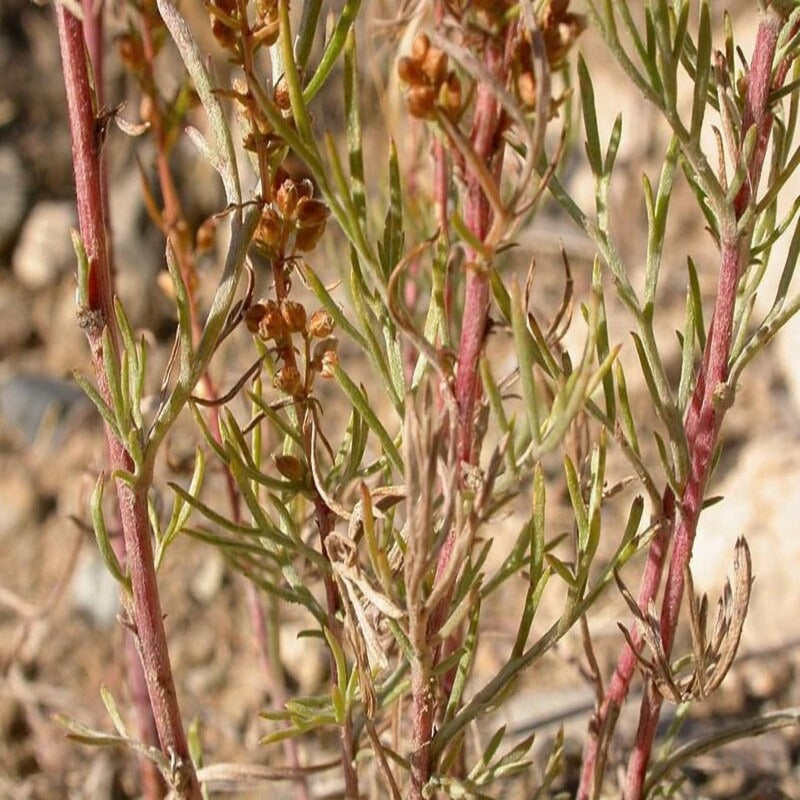 Artemisia Caudata Silvermound Herb Flower Seeds