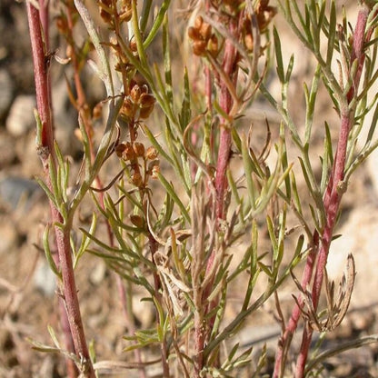 Artemisia Caudata Silvermound Herb Flower Seeds