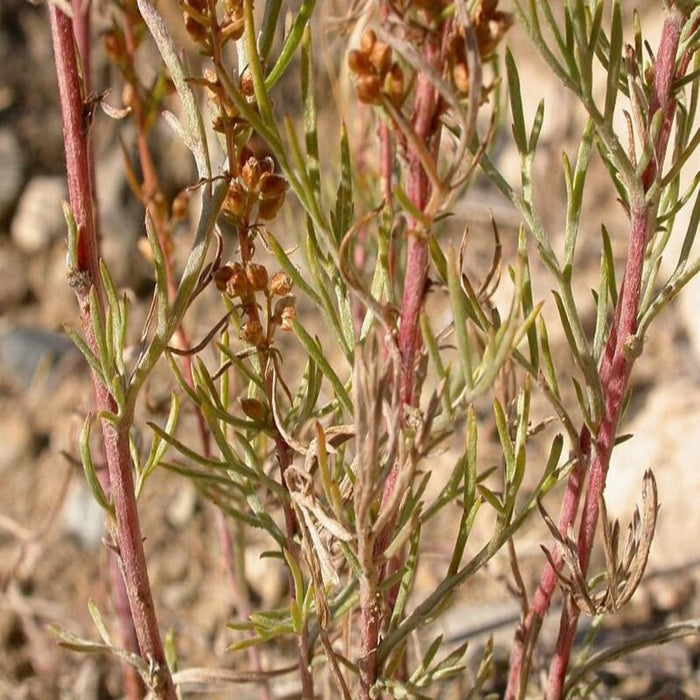 Artemisia Caudata Herb Seeds