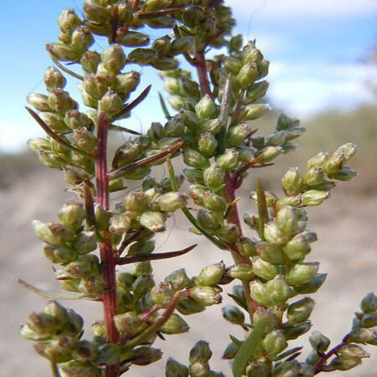 Artemisia Caudata Silvermound Herb Flower Seeds