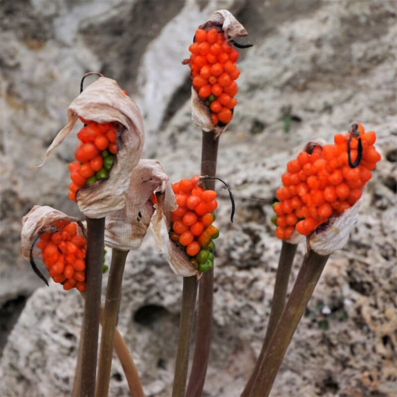 Arum Berries Seeds