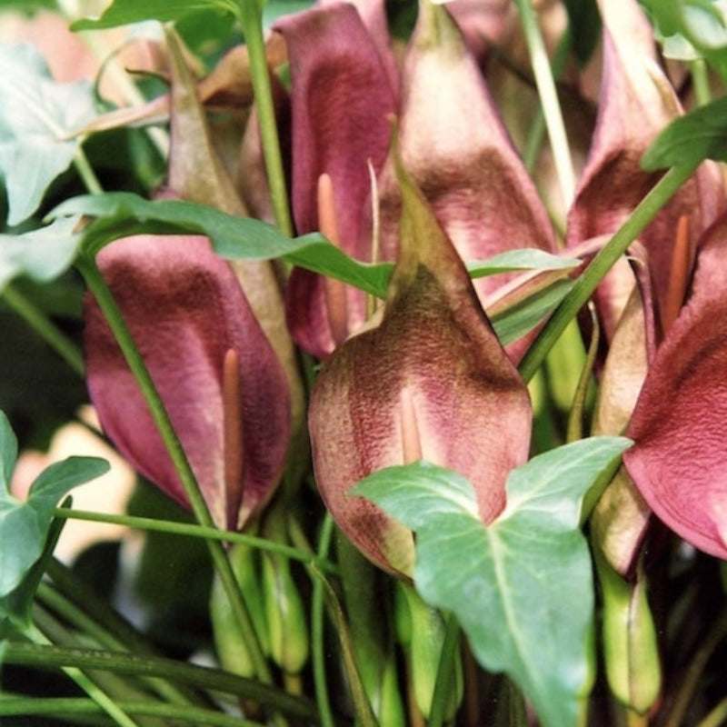 Arum Berries Seeds