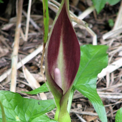 Arum Berries Seeds