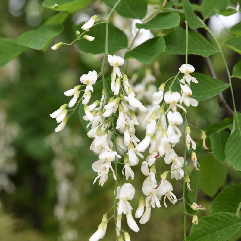 Ash Tree Cladrastis Lutea Seeds