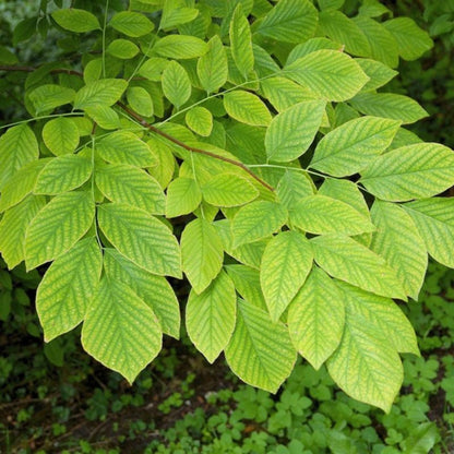 Ash Tree Cladrastis Lutea Seeds