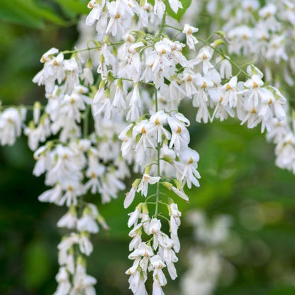 Ash Tree Cladrastis Lutea Seeds