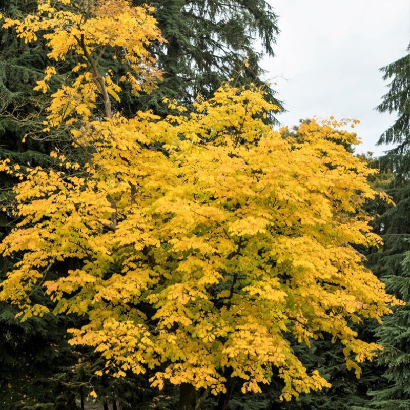 Ash Tree Cladrastis Lutea Seeds