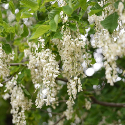 Ash Tree Cladrastis Lutea Seeds