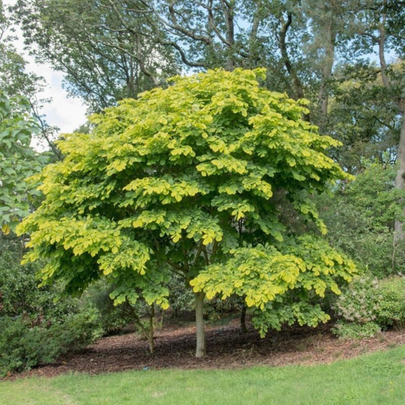 Ash Tree Cladrastis Lutea Seeds