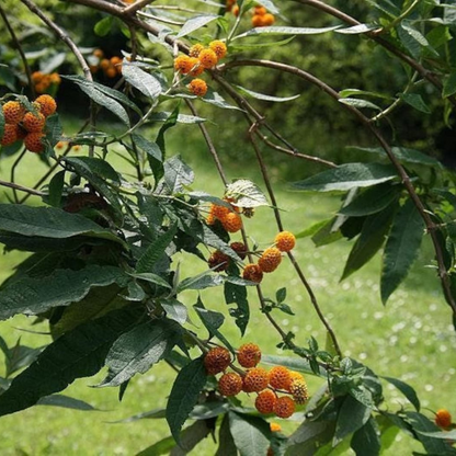 Ball Butterfly Tree Seeds