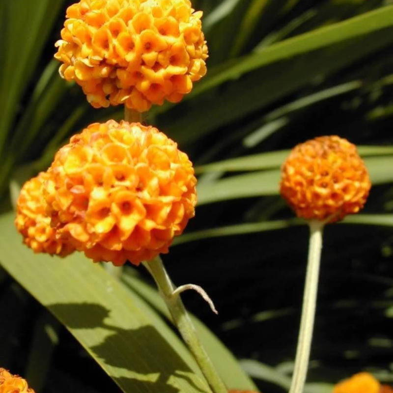 Ball Butterfly Tree Seeds