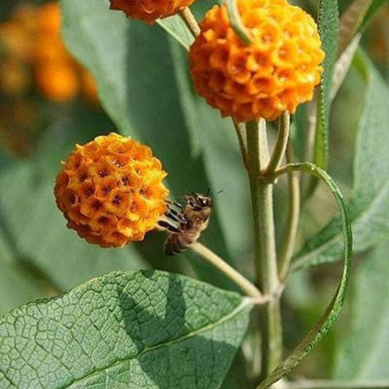 Ball Butterfly Tree Seeds