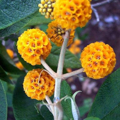 Ball Butterfly Tree Seeds