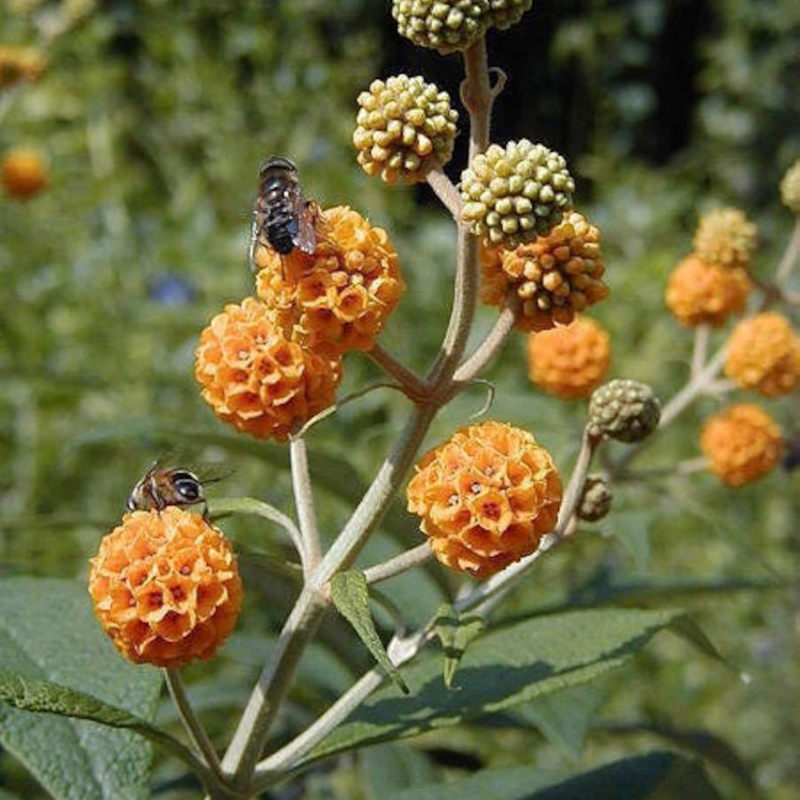 Ball Butterfly Tree Seeds