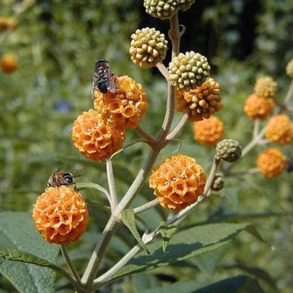 Ball Butterfly Tree Seeds