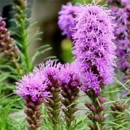 Blazing Star Flower Seeds