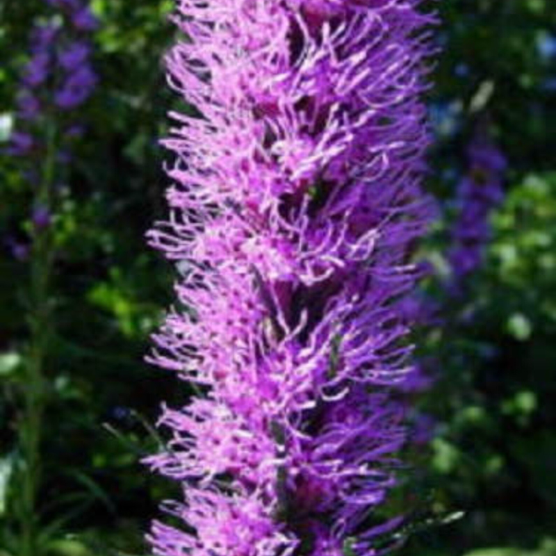 Blazing Star Flower Seeds