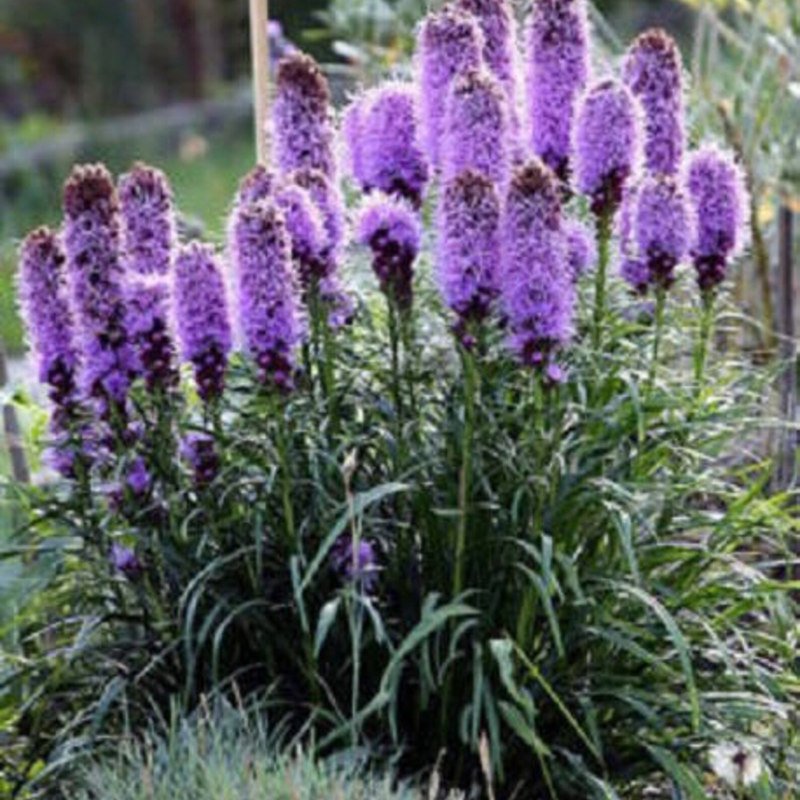 Blazing Star Flower Seeds