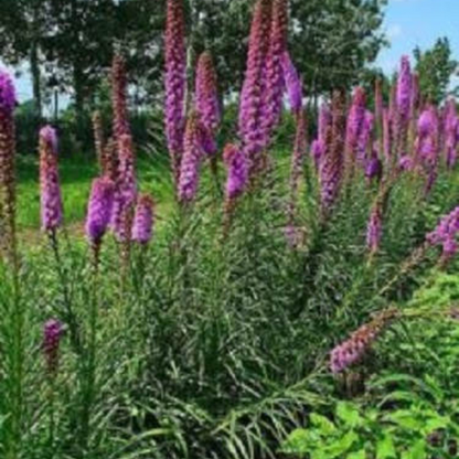 Blazing Star Flower Seeds