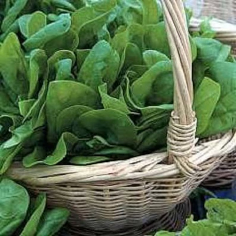 Bloomsdale Spinach Seeds