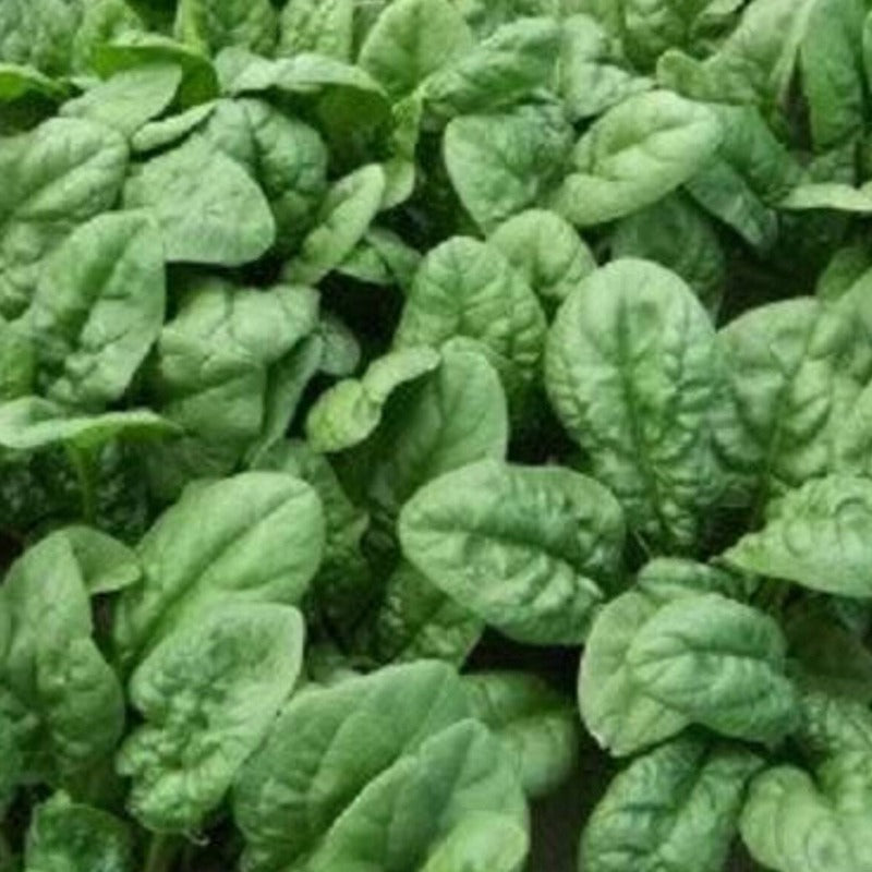 Bloomsdale Spinach Seeds