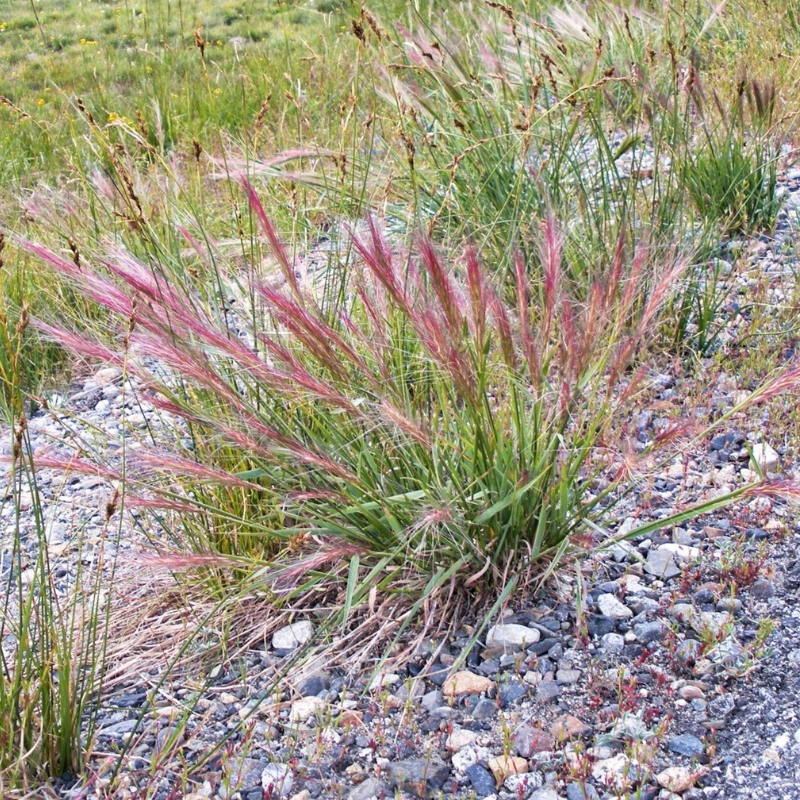 Bottlebrush Squirreltail Rye Grass Seeds