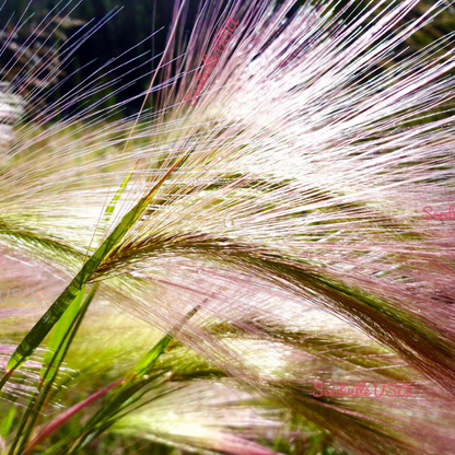 Bottlebrush Squirreltail Rye Grass Seeds