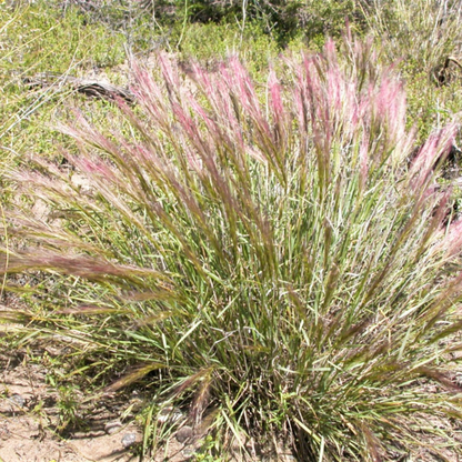 Bottlebrush Squirreltail Rye Grass Seeds