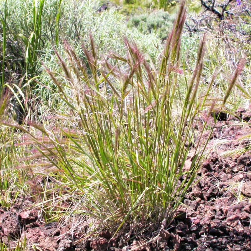 Bottlebrush Squirreltail Rye Grass Seeds