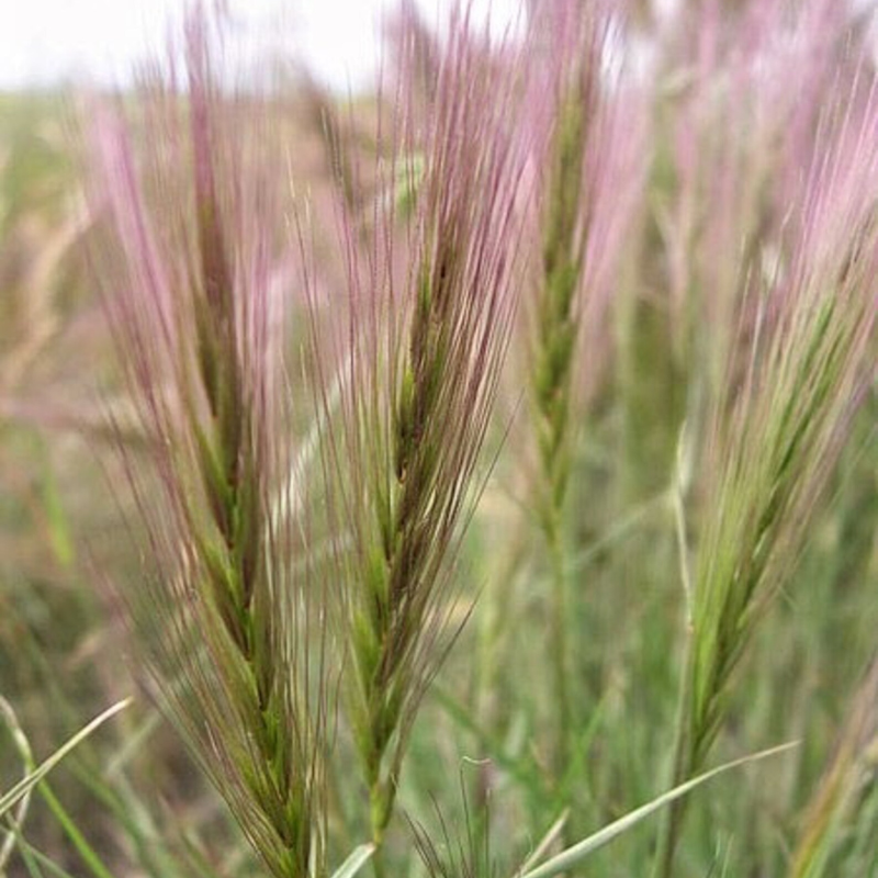 Bottlebrush Squirreltail Rye Grass Seeds